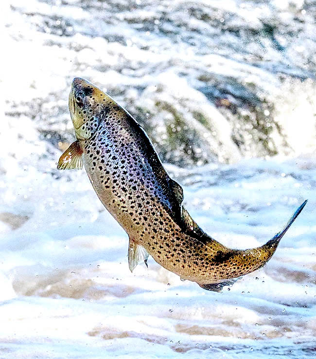 The Trout is present in Europe with various races with unsure taxonomy. The Sea trout goes uprivers to reproduce.