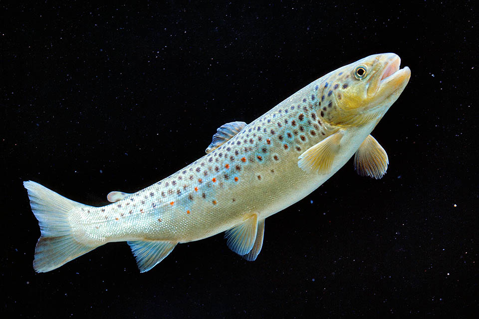 Salmo trutta fario is a variety living in particularly mountain rivers and streams. In waters rich in carotenoids, its flesh takes on a pinkish colour like those of the Salmon, hence the term, of no taxonomic value, of Salmon trout. An analogous effect is obtained with appropriate food in aquaculture.