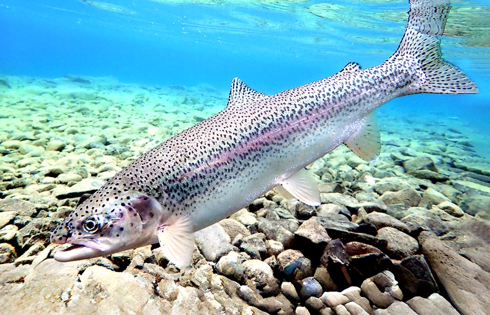 La trota iridea (Oncorhynchus mykiss), detta anche Trota arcobaleno, è una specie originaria delle acque del Nordamerica e da lì introdotta in buona parte dell’Europa.