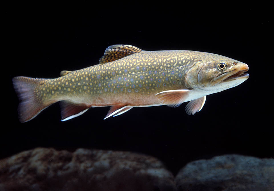 Native to North America, Brook trout (Salvelinus fontinalis) has been introduced in Europe at the end of 1800, with sometimes harmful results for the local ichthyofauna.