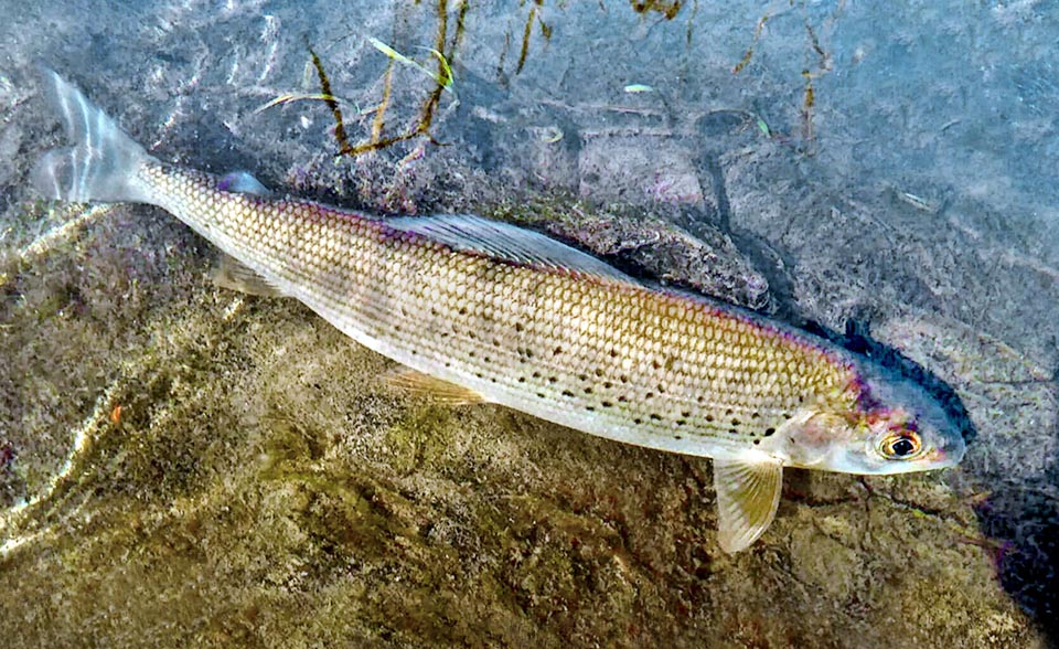 Adriatic or Bluefin grayling (Thymallus aeliani) is a freshwater fish endemic to the river Po basin and to other water courses of north Italy.