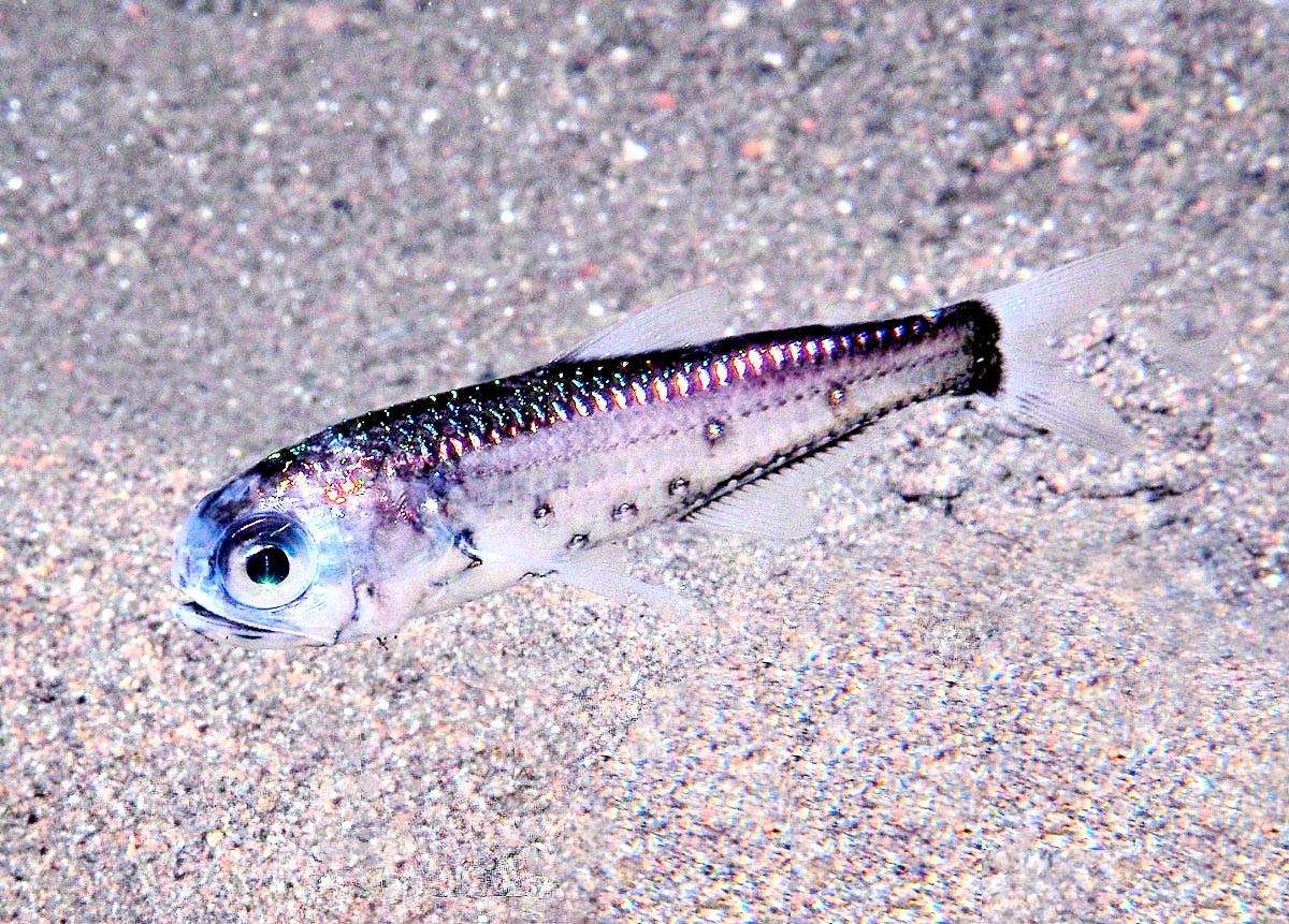 Benthosema pterotum belongs to the Myctophiformes, an order grouping small-sized species, averagely 10 cm long, with laterally compressed body, big mouth and eyes and often, when living in deep water, with luminescent organs to attract the preys, hence the name of lanternfishes and lampfishes.