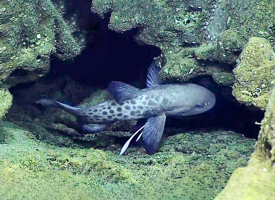 Gli Ateleopodiformes sono pesci abissali, assenti nel Mediterraneo, che popolano anche il piano batiale. Nel Pacifico nordoccidentale vive Guentherus katoi che sfiora i 70 cm di lunghezza.