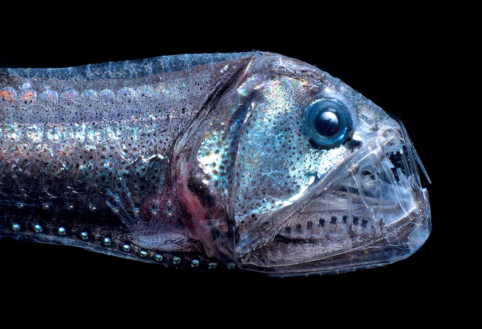 The Pacific viperfish (Chauliodus macouni) so called due its long teeth, is a Stomiiformes long almost 30 cm that can go down up to 4390 m of depth.