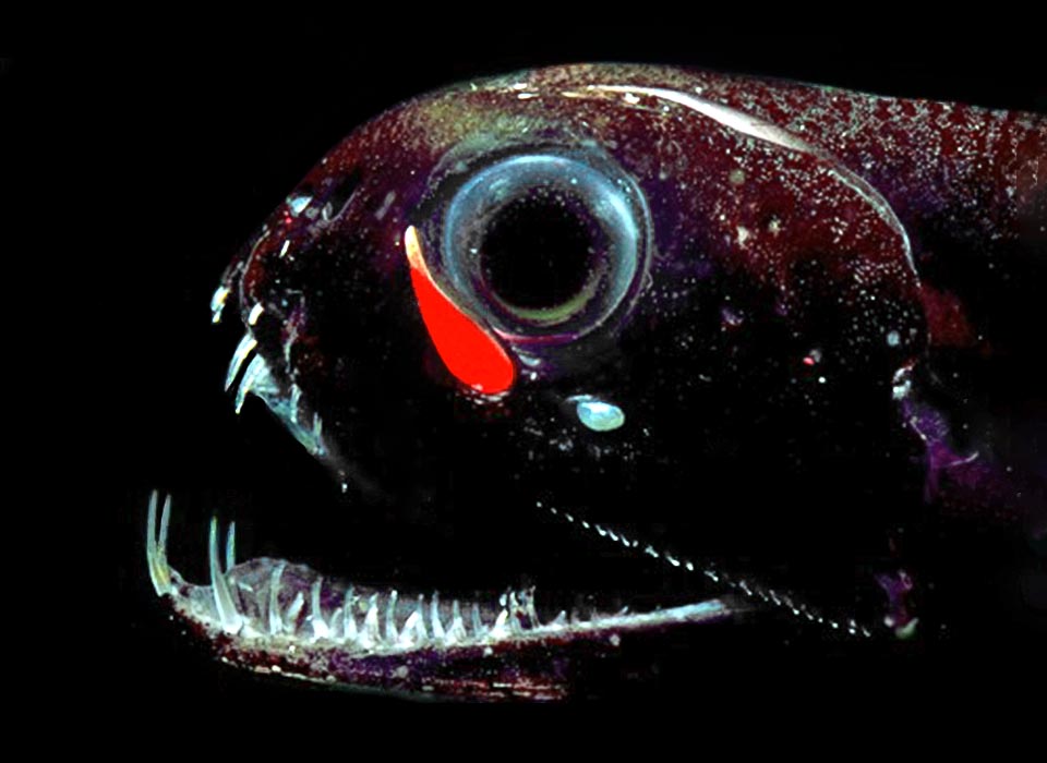 Characterized by the red bioluminescence, unique ability in fishes, and by a big orbital photophore, the Dragonfish (Malacosteus australis), locally known as Southern stoplight loosejaw is a Stomiiformes present in the subtropical and temperate waters of the austral hemisphere.