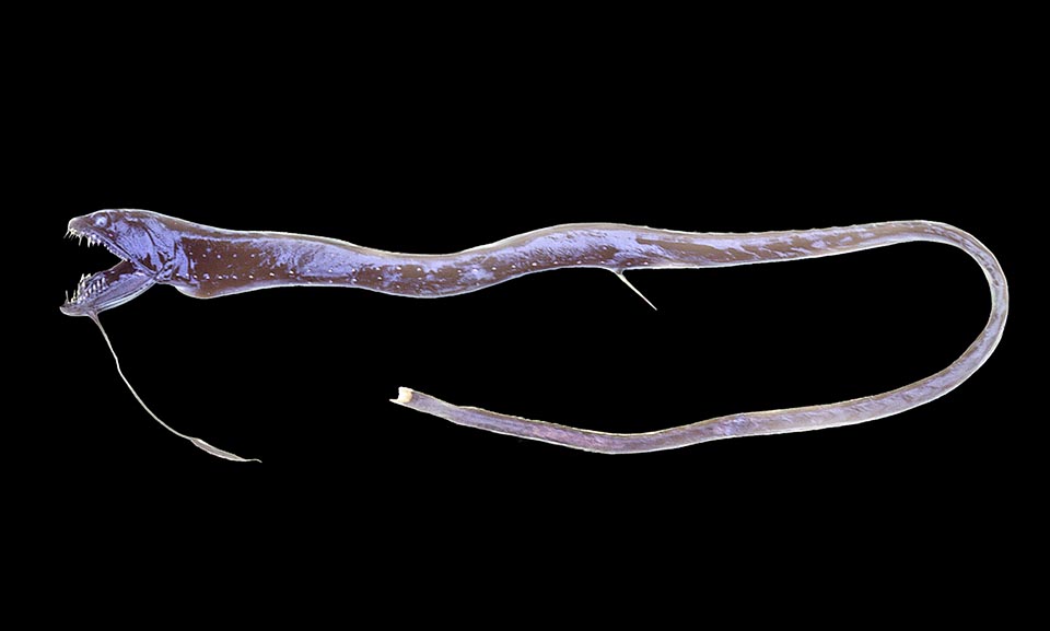 The Ribbon sawtail fish (Idiacanthus fasciola) is a dragonfish with barbels of north Atlantic. It's almost 50 cm long and has great jaws with long teeth.