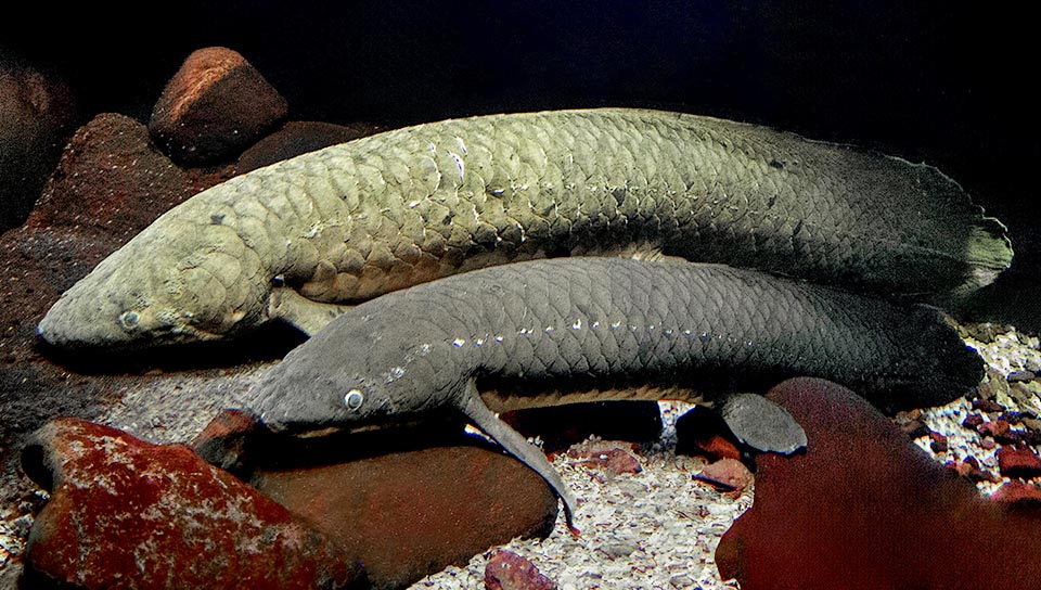 They are therefore called lungfishes, like these Neoceratodus forsteri living in the freshwaters of eastern Australia.