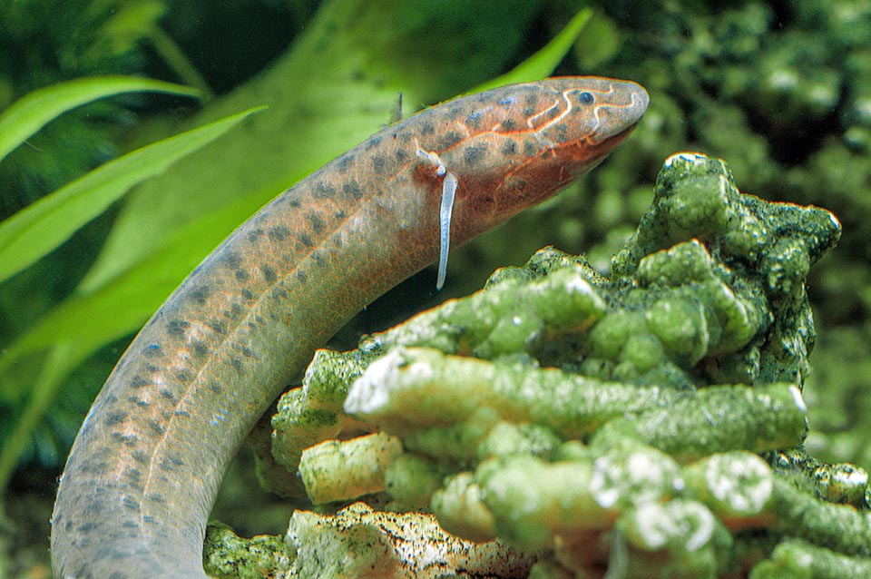 When the streams in which they live do dry up, the Protopterus, like this Protopterus dolloi, wrap themselves in a muddy cocoon and breathe air waiting for the rains.