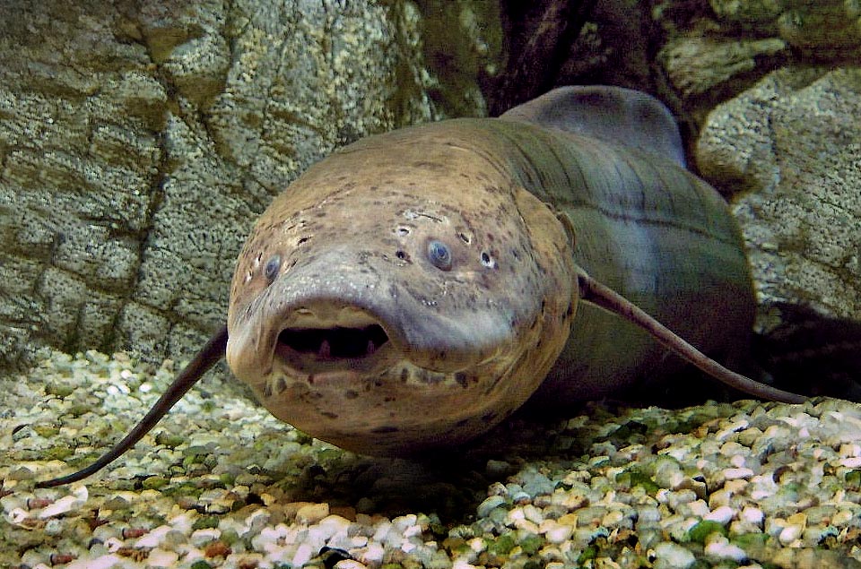 Protopterus annectens has a primitive lung allowing him to breathe the air, buried in the muddy bed of the dry rivers, in a hibernation that may last even 4 years.