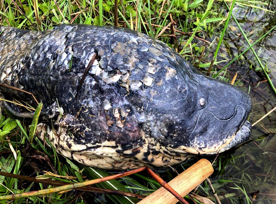 This Protopterus aethiopicus breathes in the grass out of the water. For years it was therefore thought that the Dipnoi were the ancestors of the Tetrapoda, the first terrestrial vertebrates.