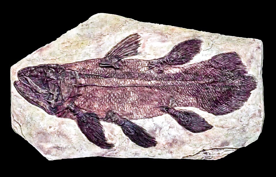 Then, looking at the fossils of Latimeria, fish inserted in the subclass Crossopterygii they thought that they were the fishes who colonized the mainland