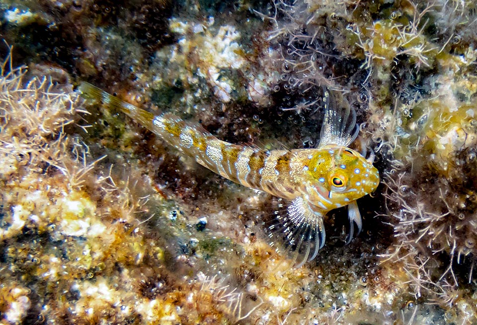 The order of the Blenniiformes includes about one thousand species once inserted in the Perciformes. Moving on the bottoms they are fish not needing a swim bladder and the scales are often replaced by a protective mucus. Only few centimetres long, Aidablennius sphynx is the smallest.