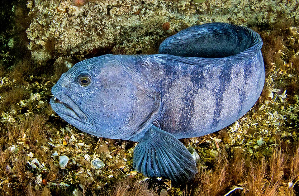 Ocean wolffish or Atlantic wolffish (Anarchichas lupus) is the biggest being almost 2 m long.