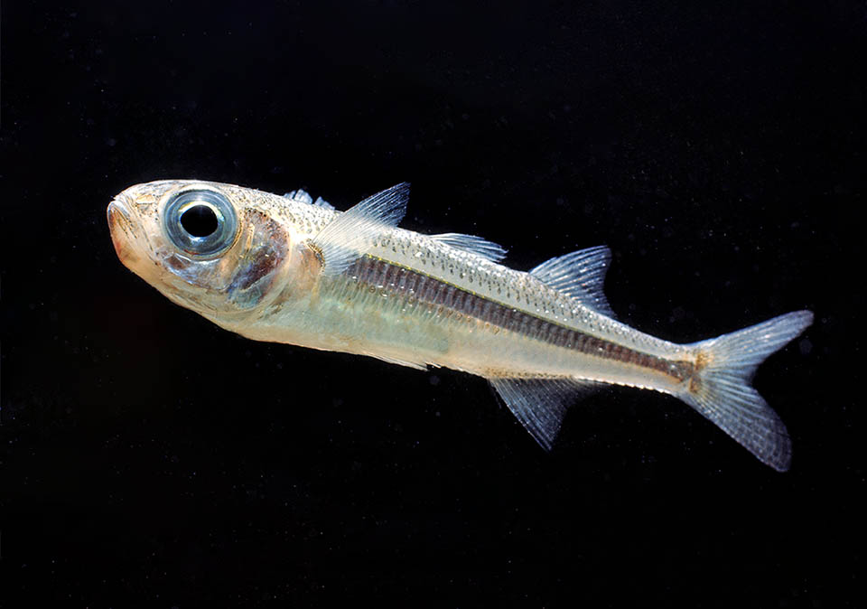 Atherina boyeri è un Atheriniformes di circa 10 cm comune in fitti banchi lungo le coste atlantiche europee, Mediterraneo, Mar Nero e Mar Caspio.