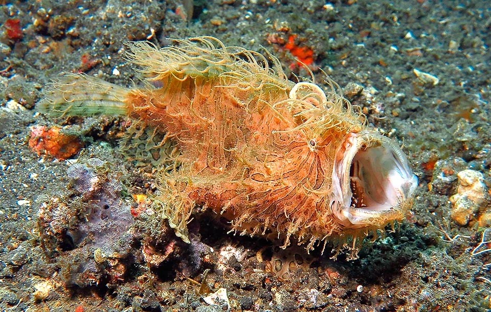 Like this Antennarius striatus, they are fishes with a huge mouth and dilatable stomach that allows to swallow preys as large as twice their size.