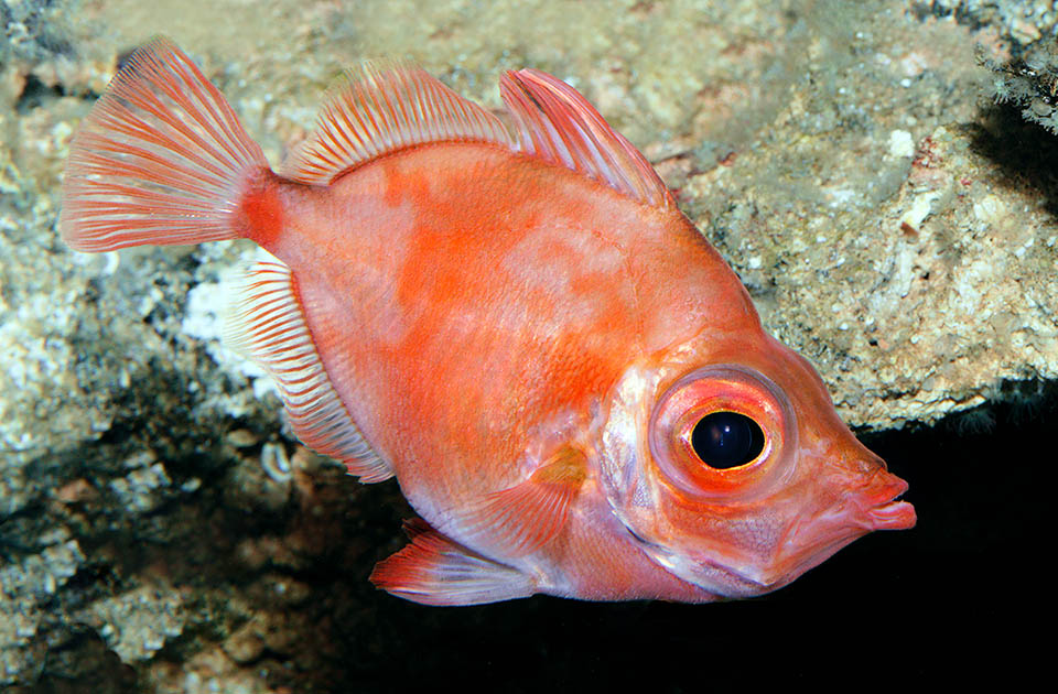 The Boarfish (Capros aper), present in Mediterranean and in much of the Atlantic, has big eyes for hunting in the dark, between 100 and 500 m of depth.