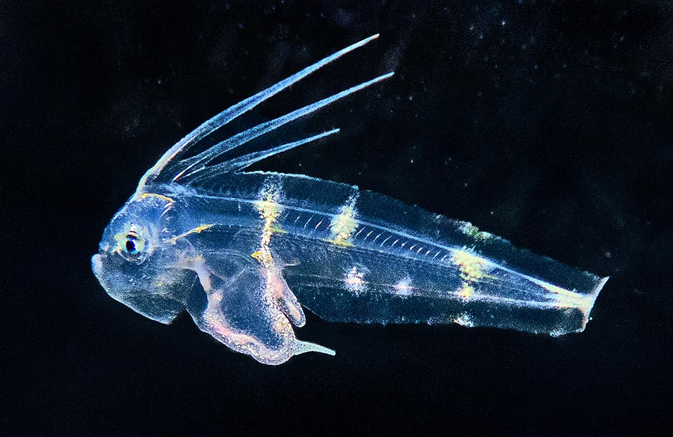 In the larval stage, in fact, this Symphurus nigrescens had the eyes on the two sides like all fishes.