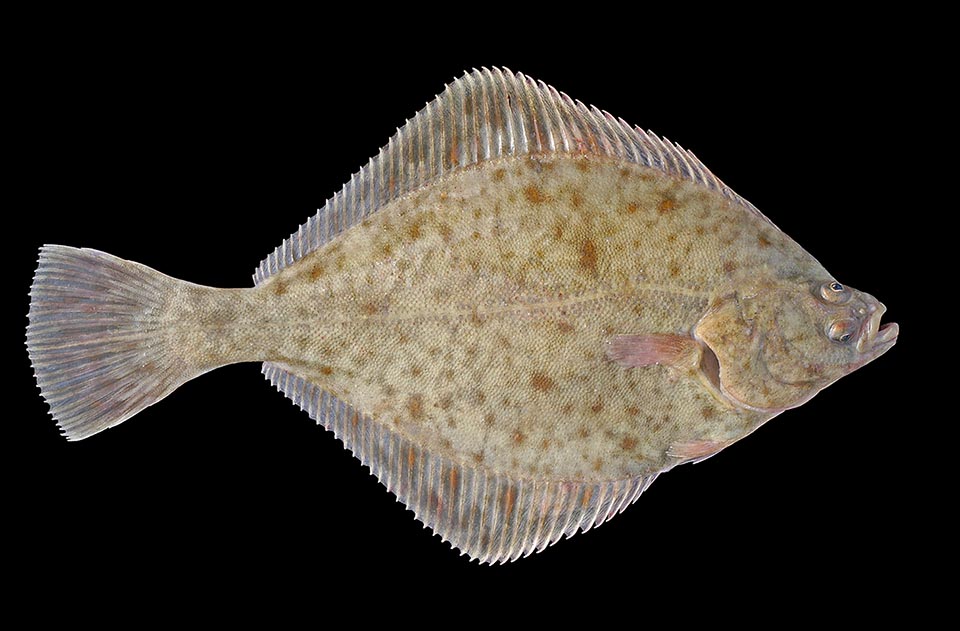 The European flounder (Platichthys flesus) is a euryhaline species that can travel up rivers for long distances. Both eyes are on the right side of the body.