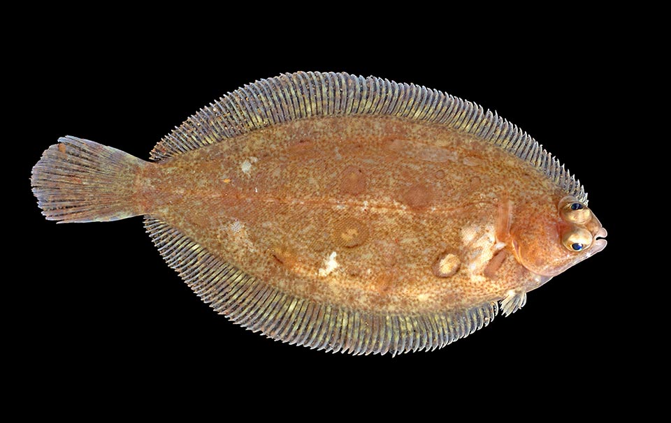 La Sogliola limanda (Microstomus kitt ), originaria dei mari dell’Europa settentrionale, ama le acque poco profonde con fondali sassosi, ma può scendere fin verso ii 200 m.