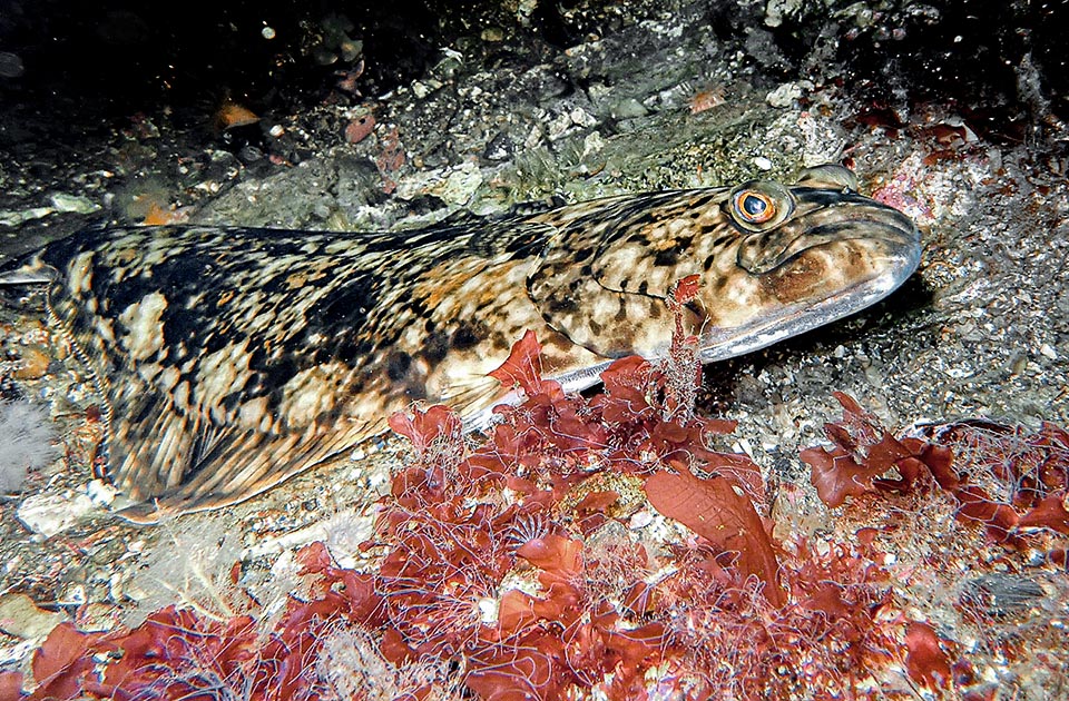 L’Ippoglosso atlantico o Halibut (Hippoglossus hippoglossus), il gigante dell’ordine con quasi 3 m di lunghezza e un peso di circa 230 kg, può scendere addirittura a 2000 m.