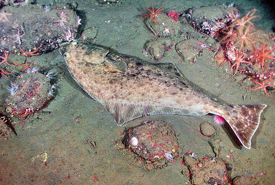 Also Hippoglossus stenolepis, present in the northern Pacific waters, is a big-sized Pleuronectiformes that may exceed the 2,5 m.