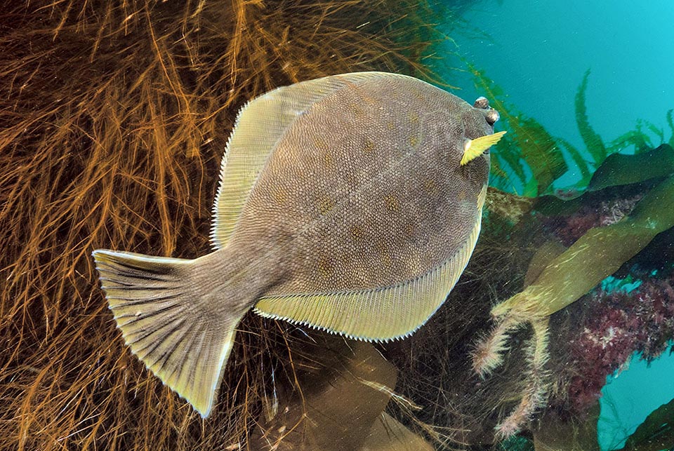 Much smaller, Limanda limanda, frequent in North European seas, rarely exceeds the 40 cm and 1 kg © Pat Webster @underwaterpat.