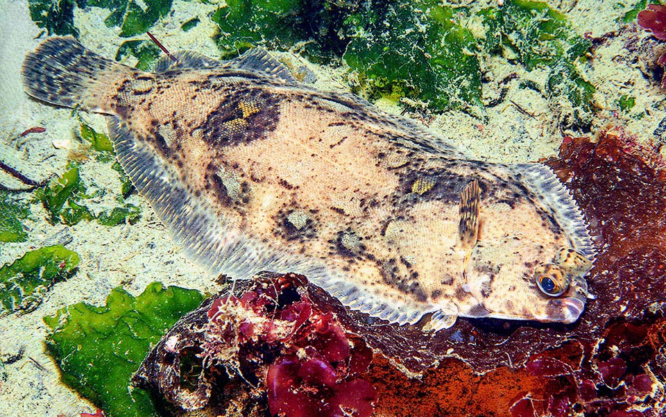 Molto somigliante è Microstomus pacificus, presente nelle acque del Pacifico dal Mare di Bering alle coste della bassa California.