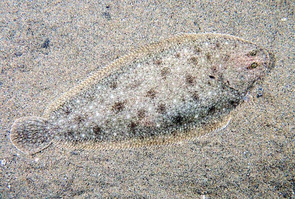 Analoga è la taglia della Sogliola comune (Solea solea) presente nelle stesse acque ma anche nel Mediterraneo e Mar Nero.