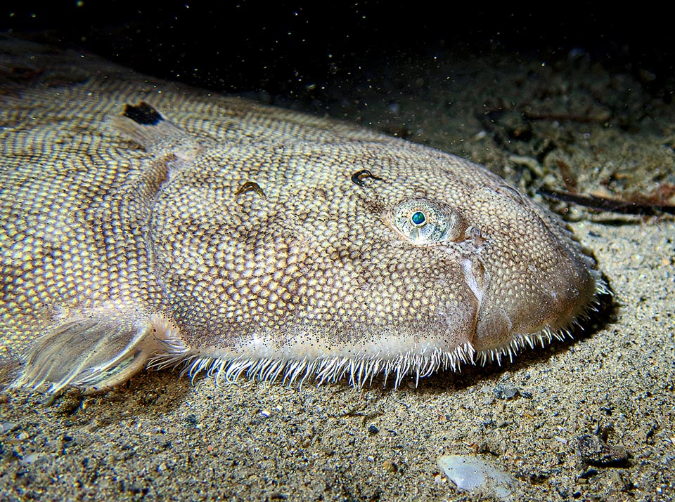 Lives on mobile sandy bottoms up to about 200 m of depth, but also in lagoons and in the estuaries brackish waters.