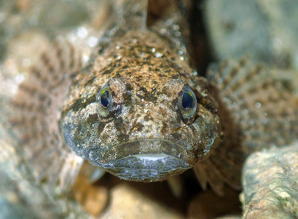 The Scorpaeniformes group together more than 300 species mostly marine or brackish, but are found also like this Cottus gobio in cold fresh waters with strong currents.