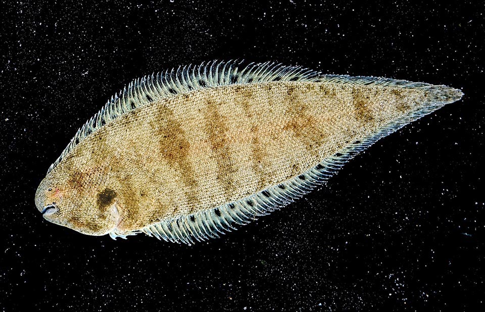 The profile of the Blackcheek tonguefish (Symphurus plagiusa) abundant in the West Atlantic and in brackish waters