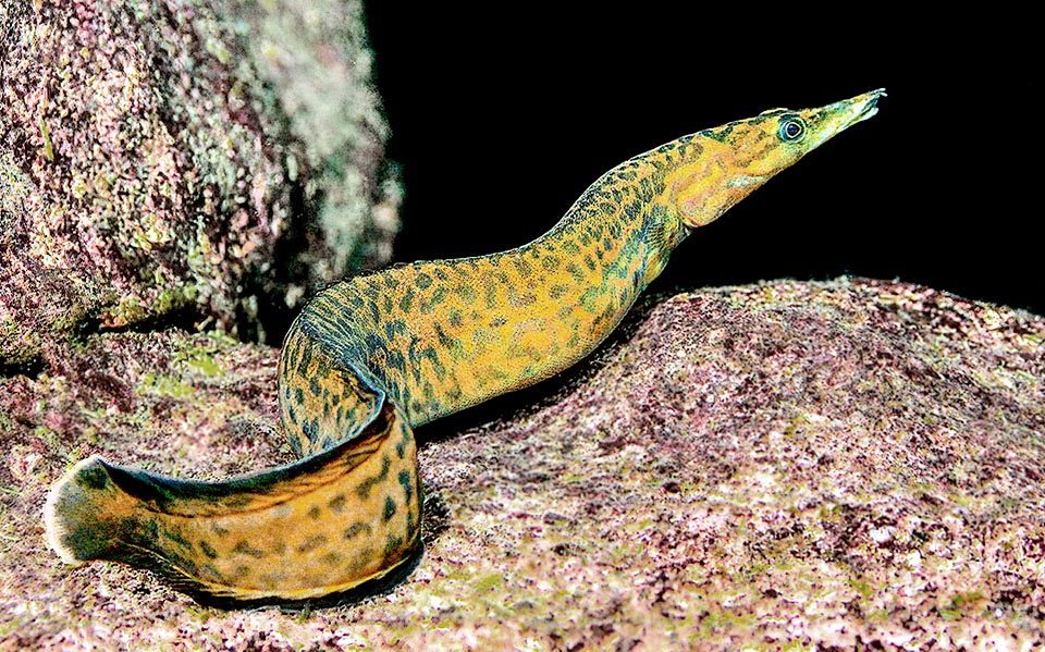 The Spiny eel (Mastacembelus platysoma) lives in the Tanganyika Lake in Africa. Has elongated body with a series of dorsal spines and tubular nostrils.