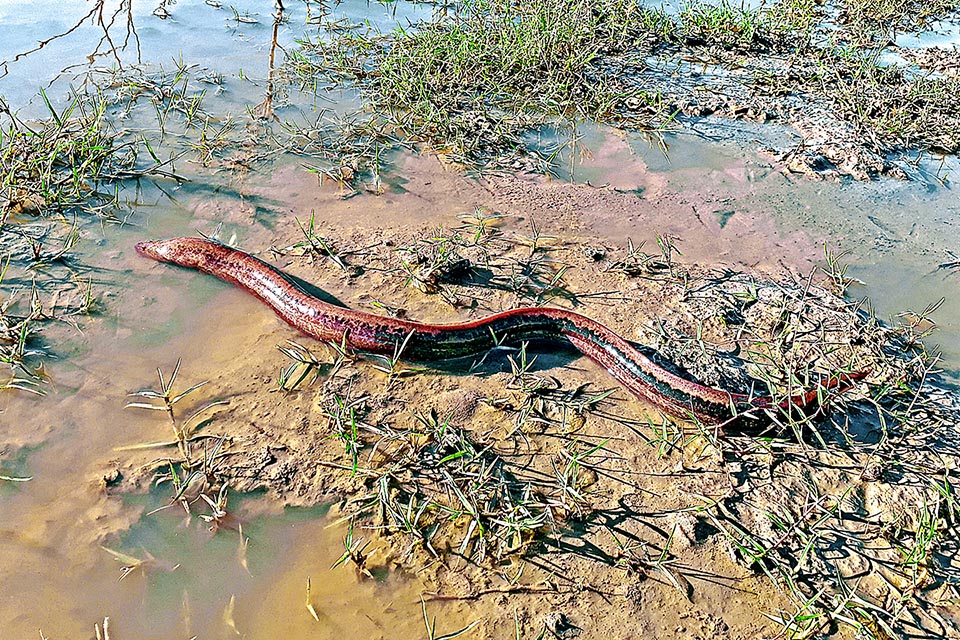 Even 150 cm long, the Marbled swamp eel (Synbranchus marmoratus) moves also out of water, among ponds, canals and rice fields in central and southern America. Thanks to the presence of a rich net of blood vessels on the mouth covering, this unusual Synbranchiformes is able to breathe also the oxygen present in the air.