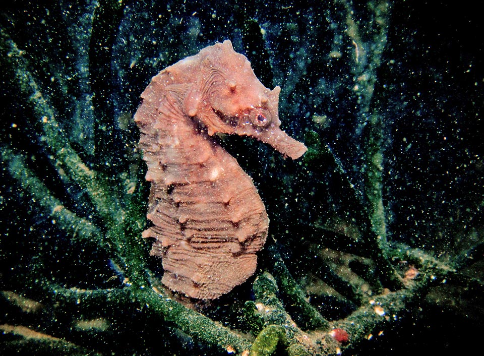 Hippocampus hippocampus, frequent in Mediterranean and east Atlantic, is among the most known. Has sharp head, short snout and no outgrowths.