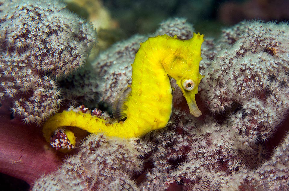 The White's seahorse or Sydney seahorse (Hippocampus whitei) lives along the south-western coasts of the Pacific Ocean.