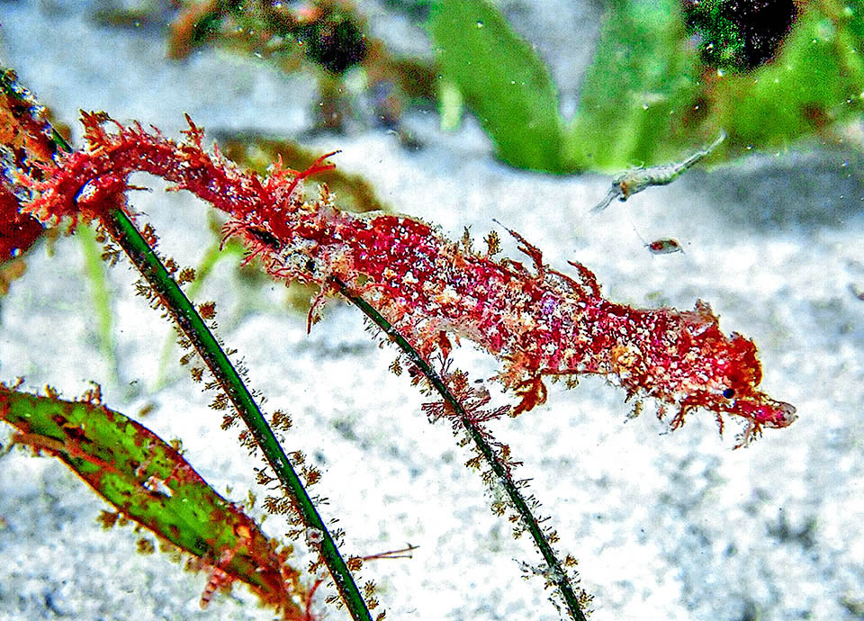 Poorly visible, due to outgrowths and the size not exceeding 5,5 cm, is also the odd Idiotropiscis australis, one of the pygmy pipefishes endemic to Australian seas.