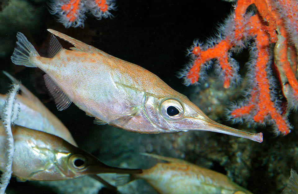 Macroramphosus scolopax, called Longspine snipefish due to the long tubular "snout", as Syngnathiformes, can go down to 500 m of depth.