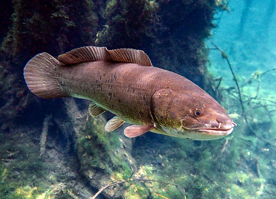 Gli Holostei, qui Amia calva, raggruppano specie in gran parte estinte con uno scheletro parzialmente ossificato e una forte dentatura.