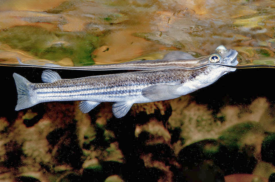 Largescale four-eyes with its big scales (Anableps anableps) often present in the aquaria, is frequent from Venezuela to north Brazil.