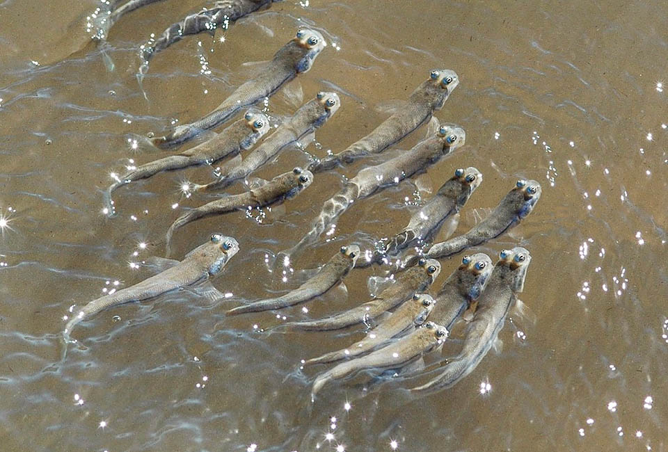 They are frequent in the fresh and brackish waters of central and southern America. Here a small school of Anableps microlepis swimming.