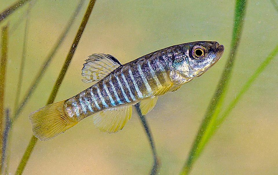 Similar dimensions, in Mediterranean, has Aphanius fasciatus, present also in brackish waters and only native Italian species of the genus.