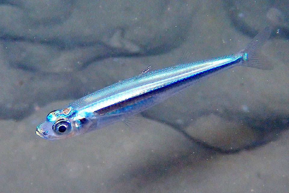 Una specie analoga, Atherina hepsetus, circola solo nel Mediterraneo e nel Mar Nero.