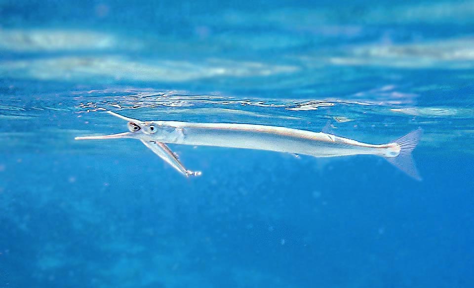 Belone belone con una preda. Noto come Aguglia comune, è un Beloniformes lungo quasi 1 m, frequente nelle acque del Mediterraneo, Atlantico orientale e Mar Nero.