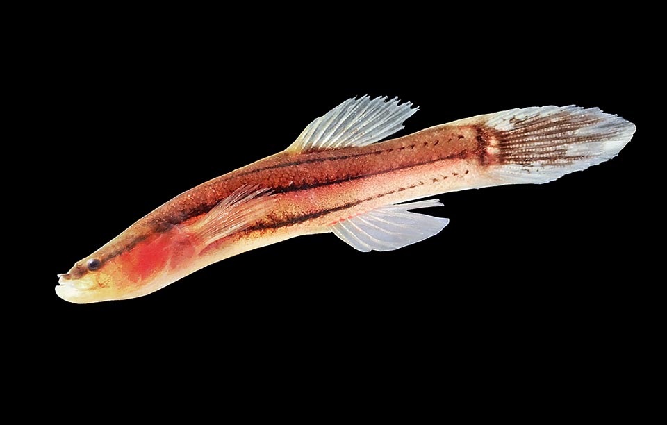 Ed anche il piccolo Pesce di riso (Chologaster cornuta), presente nelle acque dolci della pianura costiera atlantica degli Stati Uniti, è un Percopsiformes.