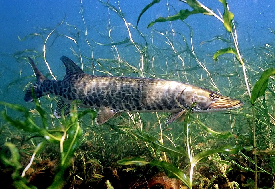 In North America lives the Muskellunge (Esox masquinongy) the biggest among Mississippi predator fishes. The pikes have an important rôle in maintaining the balances of the ecosystems, because they usually feed o weak or ill preys, as well as because they also limit the excessive proliferation of fishes like the Cyprinidae.