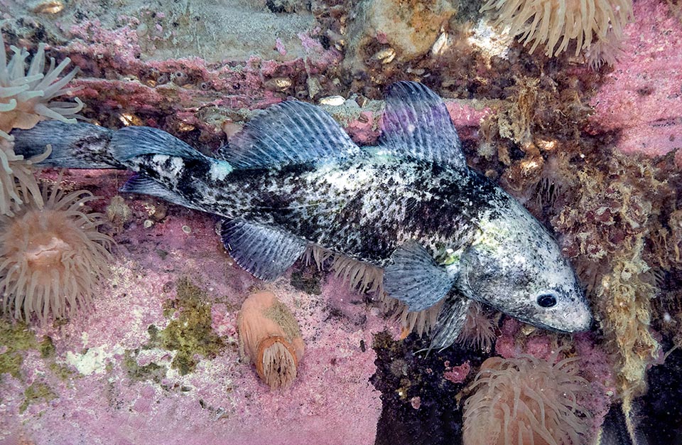 Characterized by the rayed fins, the Actinopterygii accept any water and temperature, up to 2 °C, like this Pacific cod (Gadus ogac).