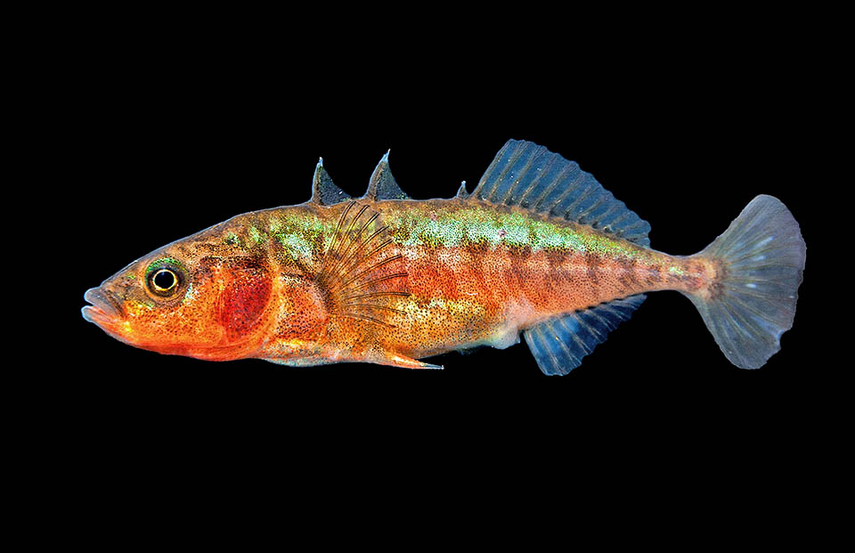 The Three-spined stickleback (Gasterosteus acukeauts) is present in the boreal hemisphere fresh, sea and brackish waters.