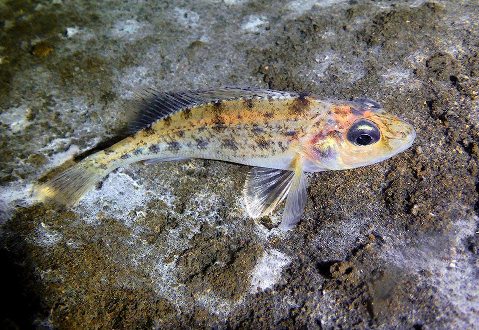 Also the Ruffe (Gymnocephalus cernua), introduced for sport fishing in various European and American zones, is responsible of significant damage to local fish fauna.