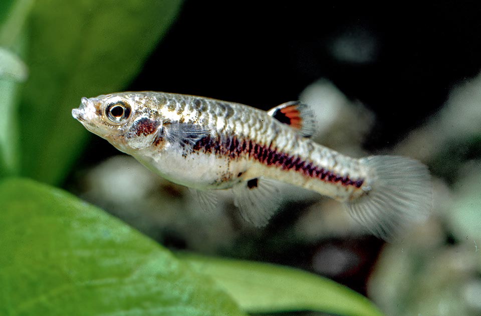 The Cyprinodontiformes include mainly freshwater fishes with a frequent sexual dimorphism. They have small mouth, big eyes and only one dorsal fin, rounded, and symmetrical to the anal. Most species are small or medium sized: here a female of Heterandria formosa that measures just 8 mm.