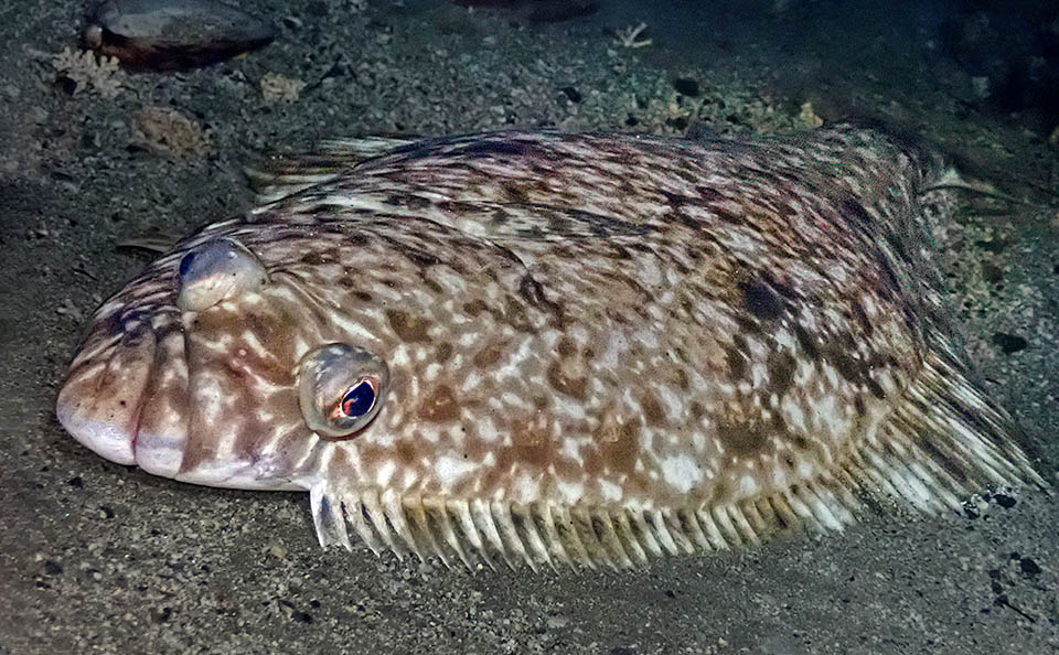 But on the other side, the Atlantic halibut (Hippoglossus hippoglossus) measures about 3 m.